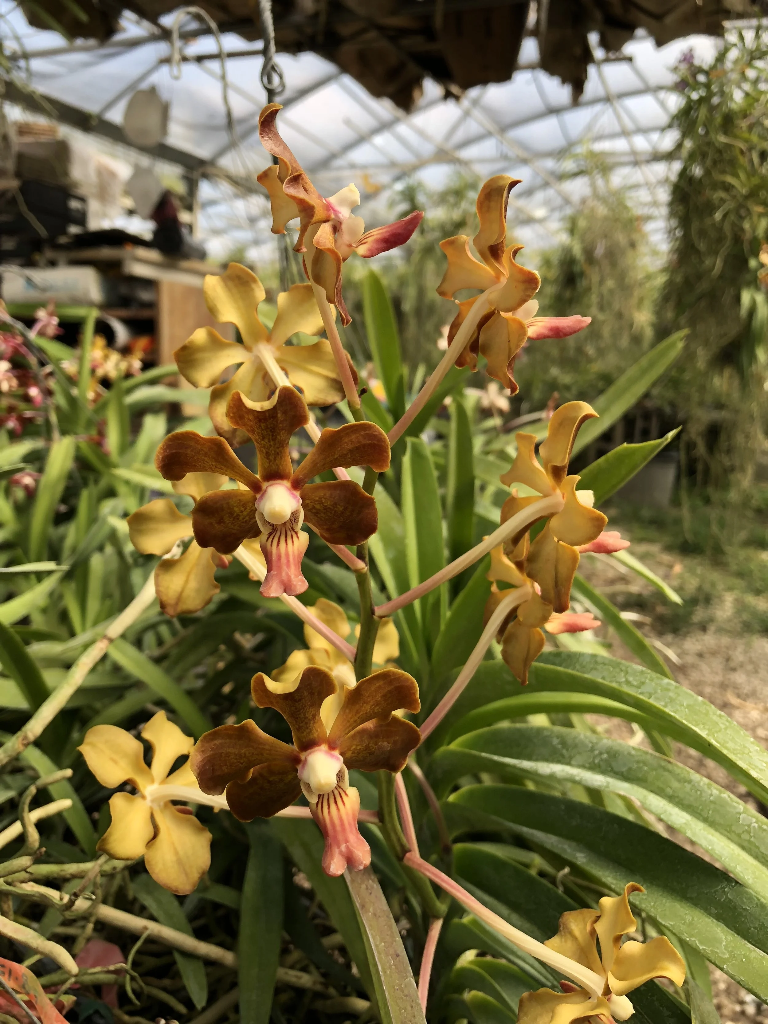Vanda Veeraphol Fragrance x tessellata (SI3015) — Motes Orchids